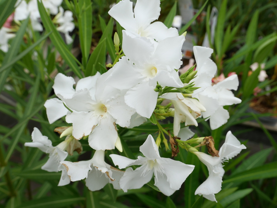 NERIUM oleander Soeur Agnès