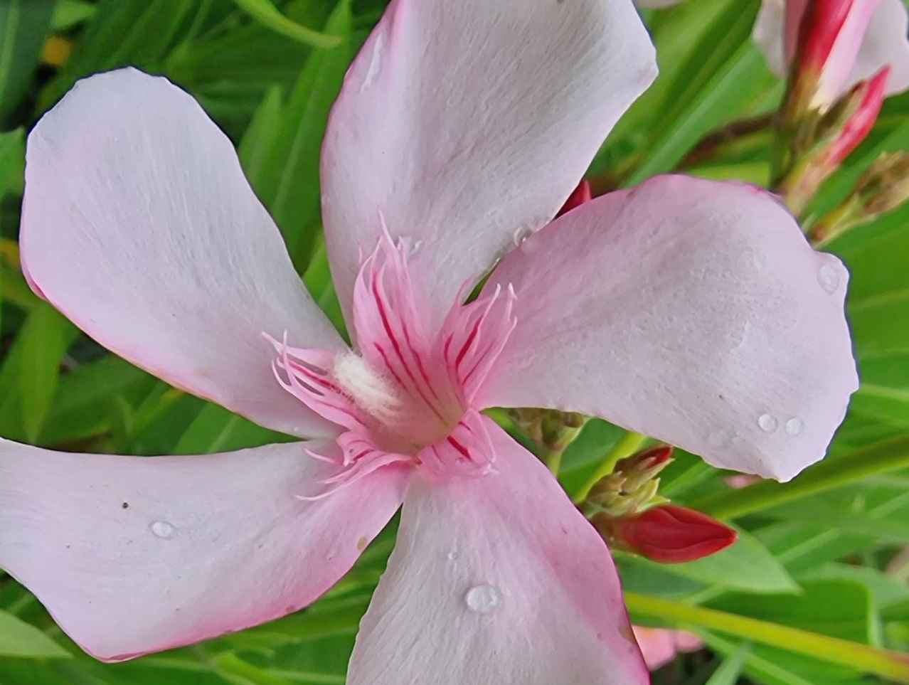 NERIUM oleander Virginie