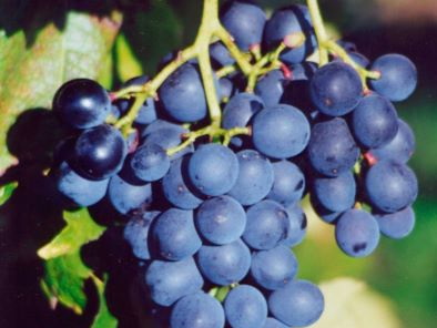 VIGNE à fruits Muscat Bleu