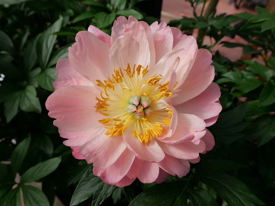 PAEONIA lactiflora Coral Sunset