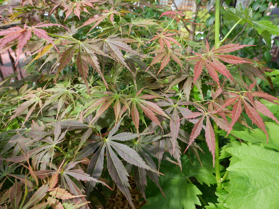 ACER palmatum Kinran