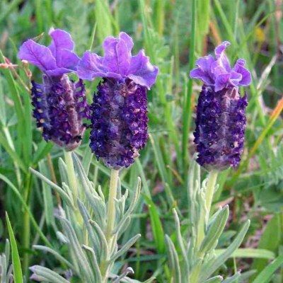 LAVANDULA stoechas Blue Star