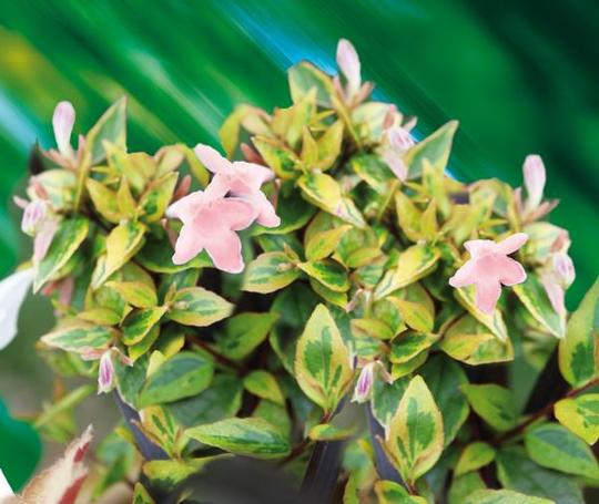 ABELIA x.grandiflora Sunshine Day Dream ®