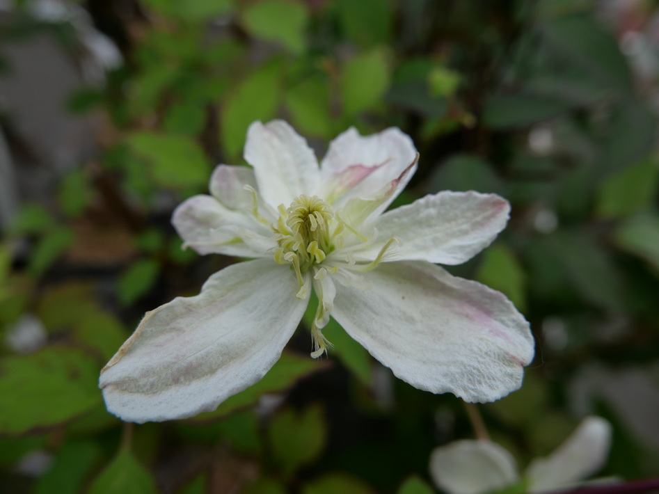 CLEMATIS montana Starlet White Perfume ®