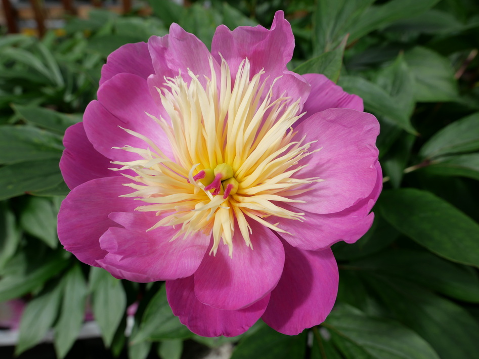 PAEONIA lactiflora Bowl of Beauty