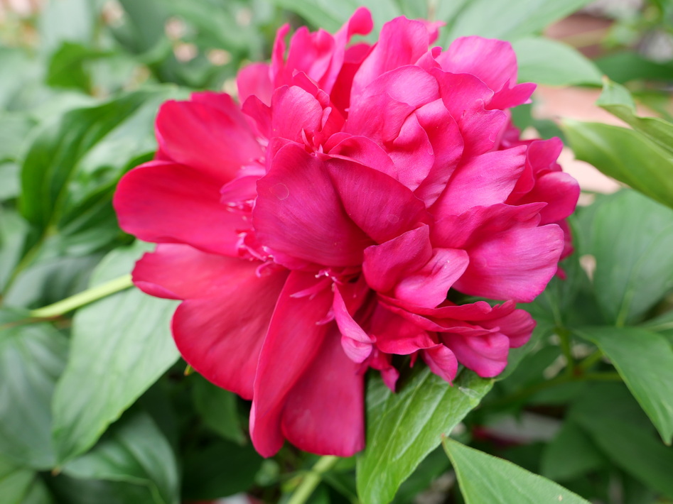 PAEONIA lactiflora Inspecteur Lavergne