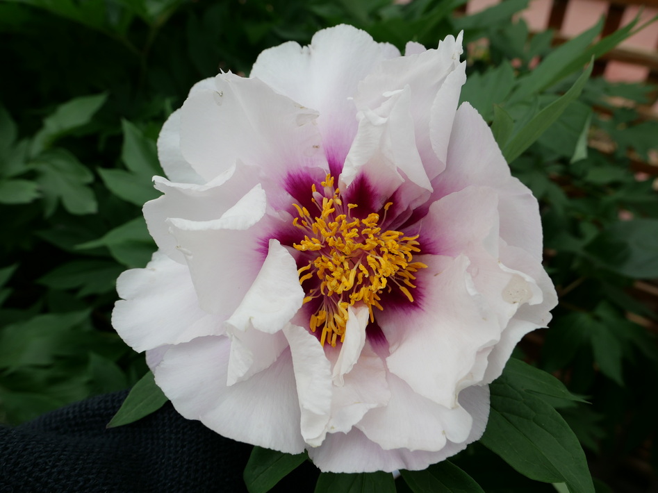 PAEONIA Itoh Cora Louise