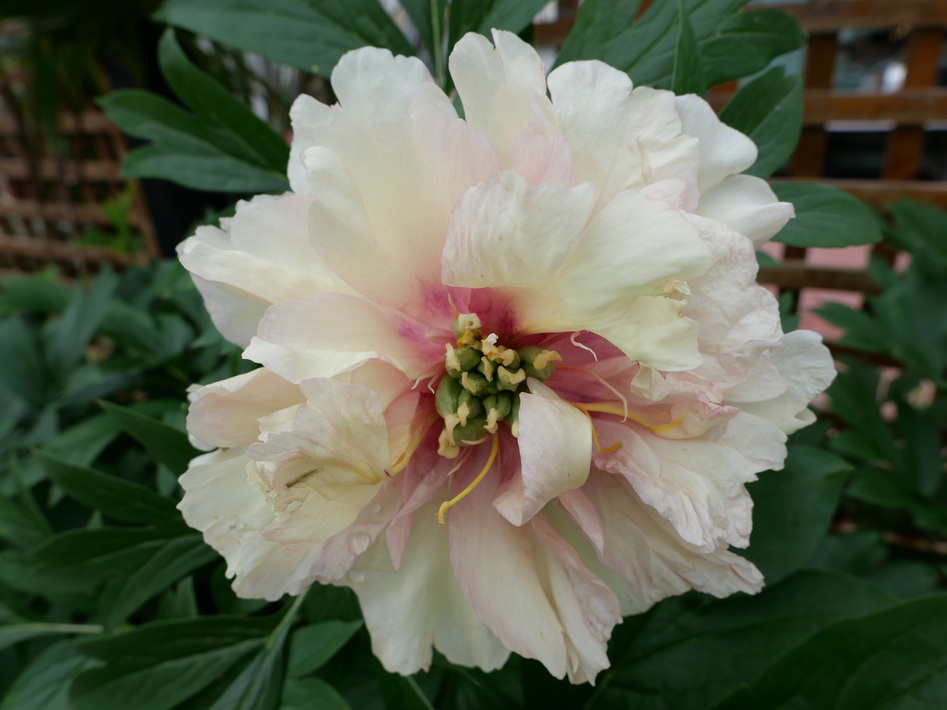 PAEONIA Itoh Canary Brilliant