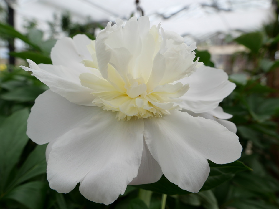 PAEONIA lactiflora Primevère