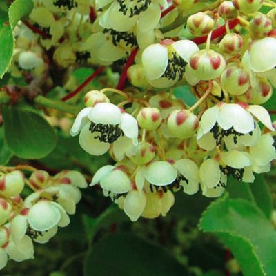 ACTINIDIA arguta mâle