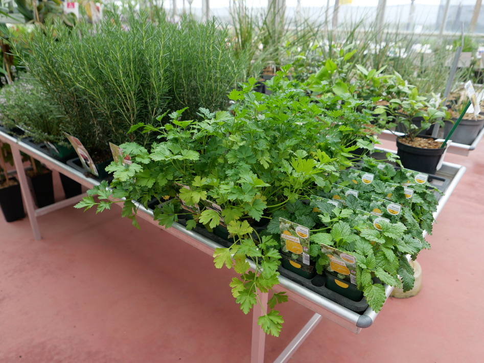 PLANTES condimentaires variées