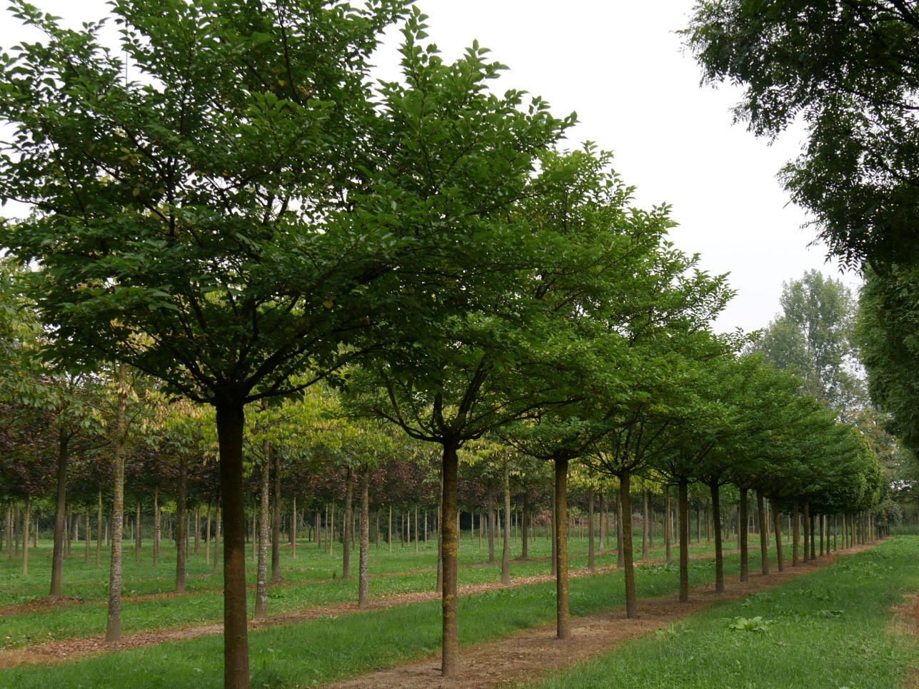 MORUS alba