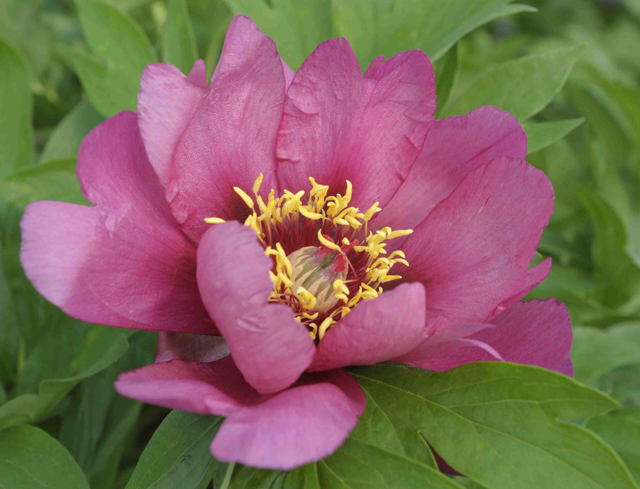 PAEONIA Itoh Pink Ardour
