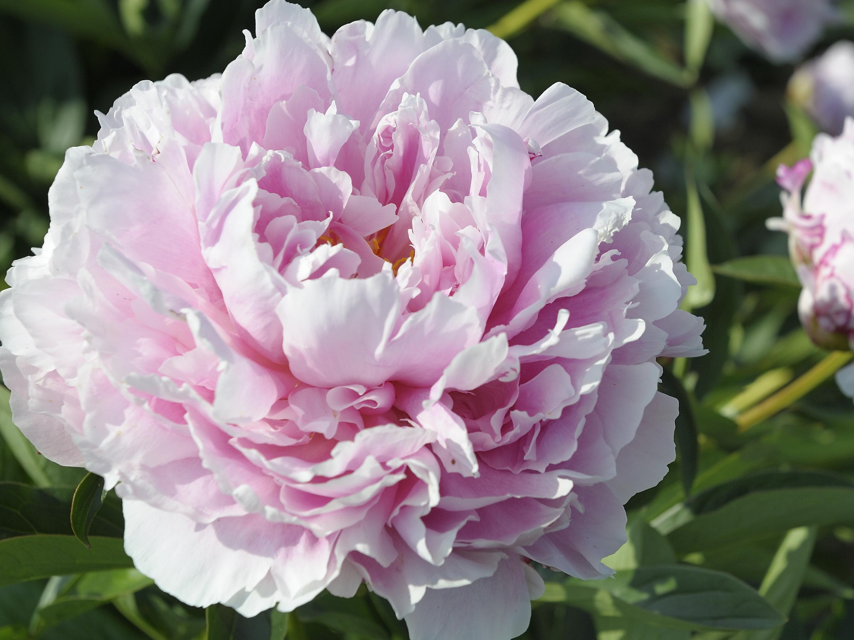 PAEONIA lactiflora Sarah Bernhardt