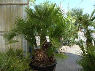 CHAMAEROPS humilis Vulcano
