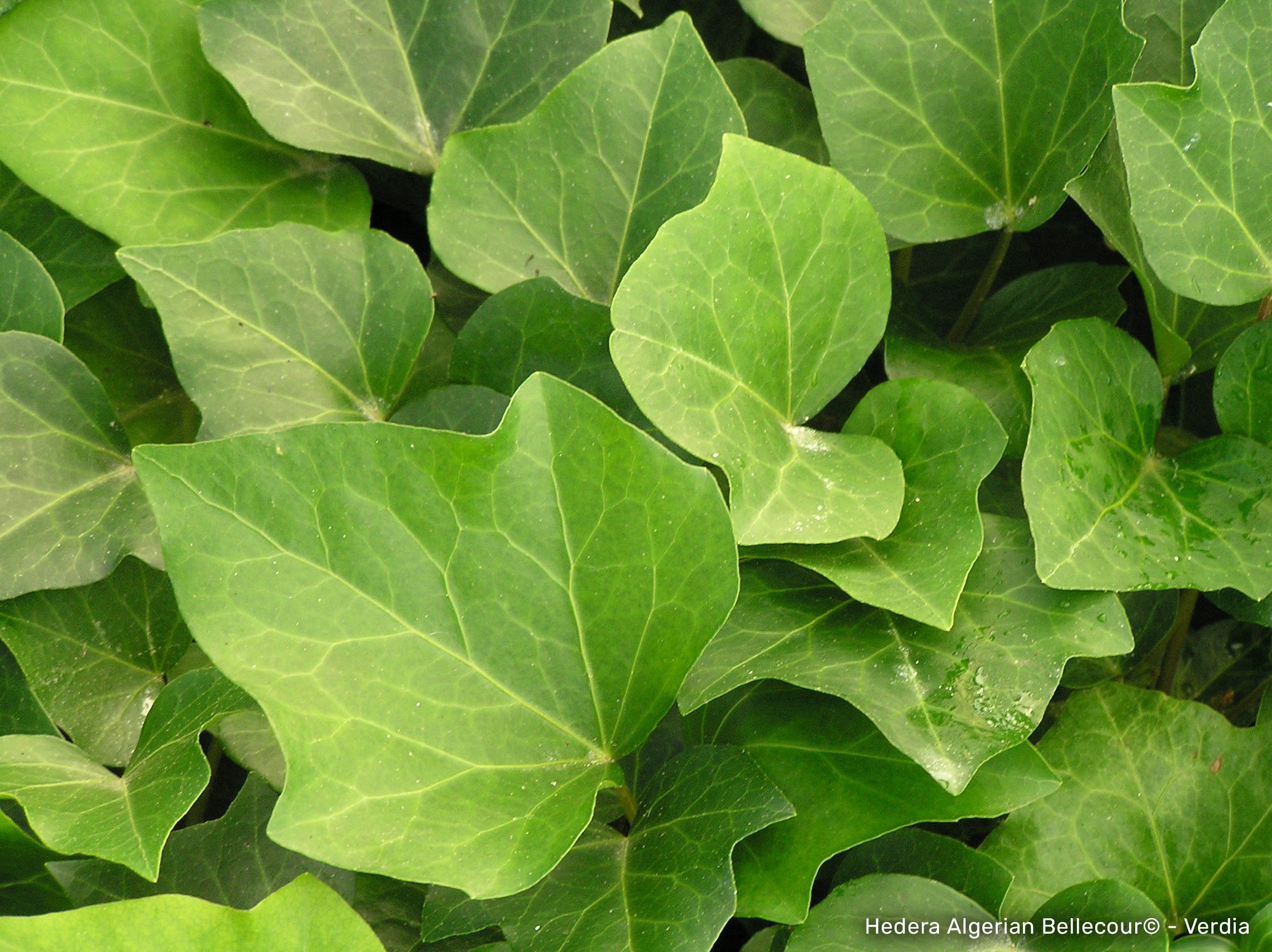HEDERA Algerian Bellecour ®
