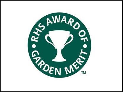 AZALEA caduque Jolie Madame : plante récompensée d'un Award of Garden Merit en 2012, récompense de la Société Royale d'Horticulture Britanique.