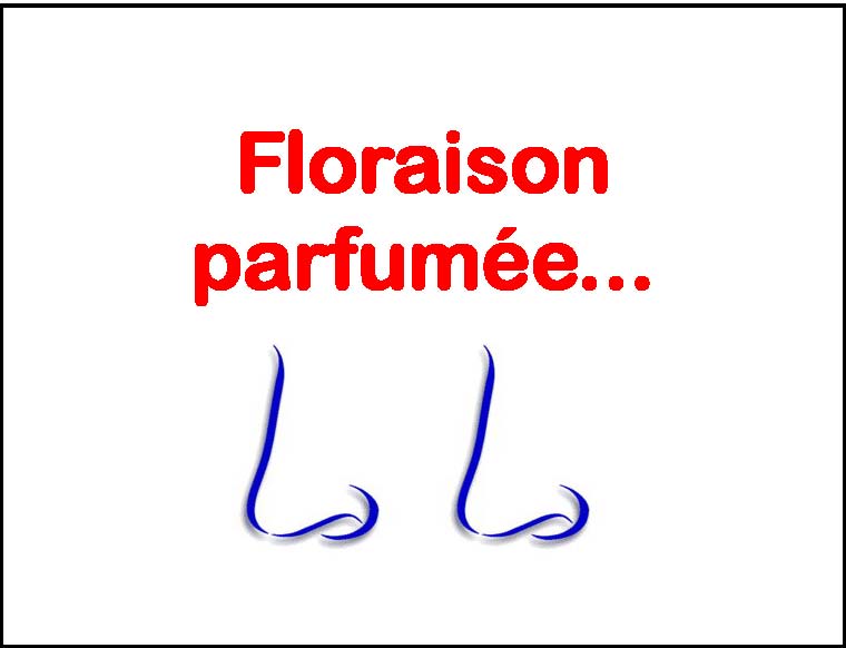 ROSA Michèle Laroque ® : floraison très parfumée.