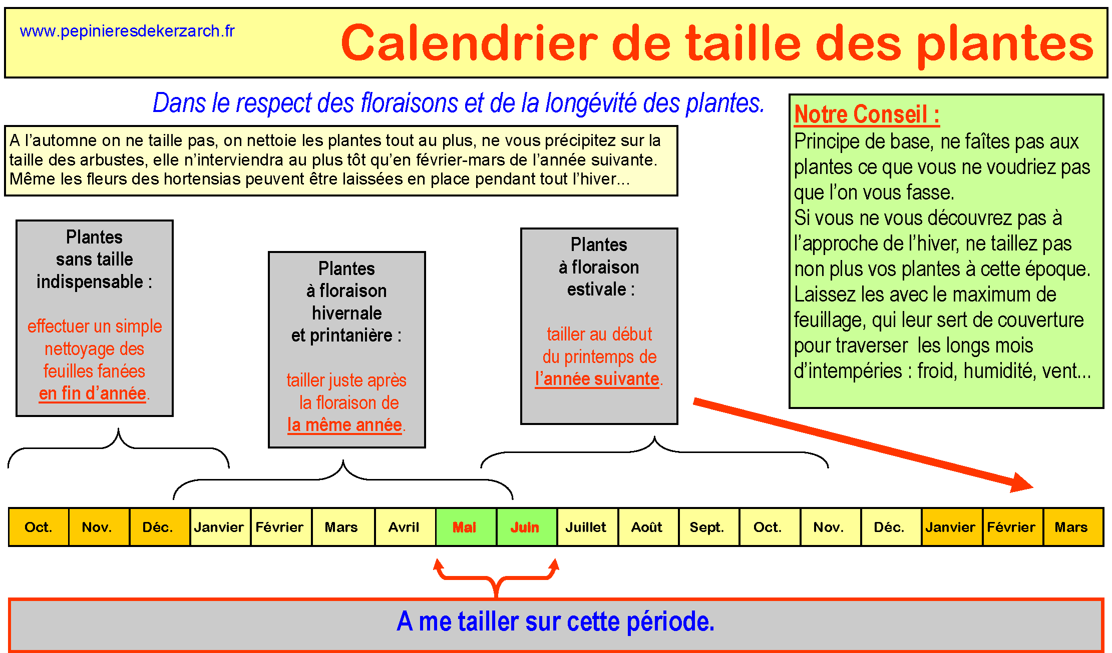 Taille en mai-juin