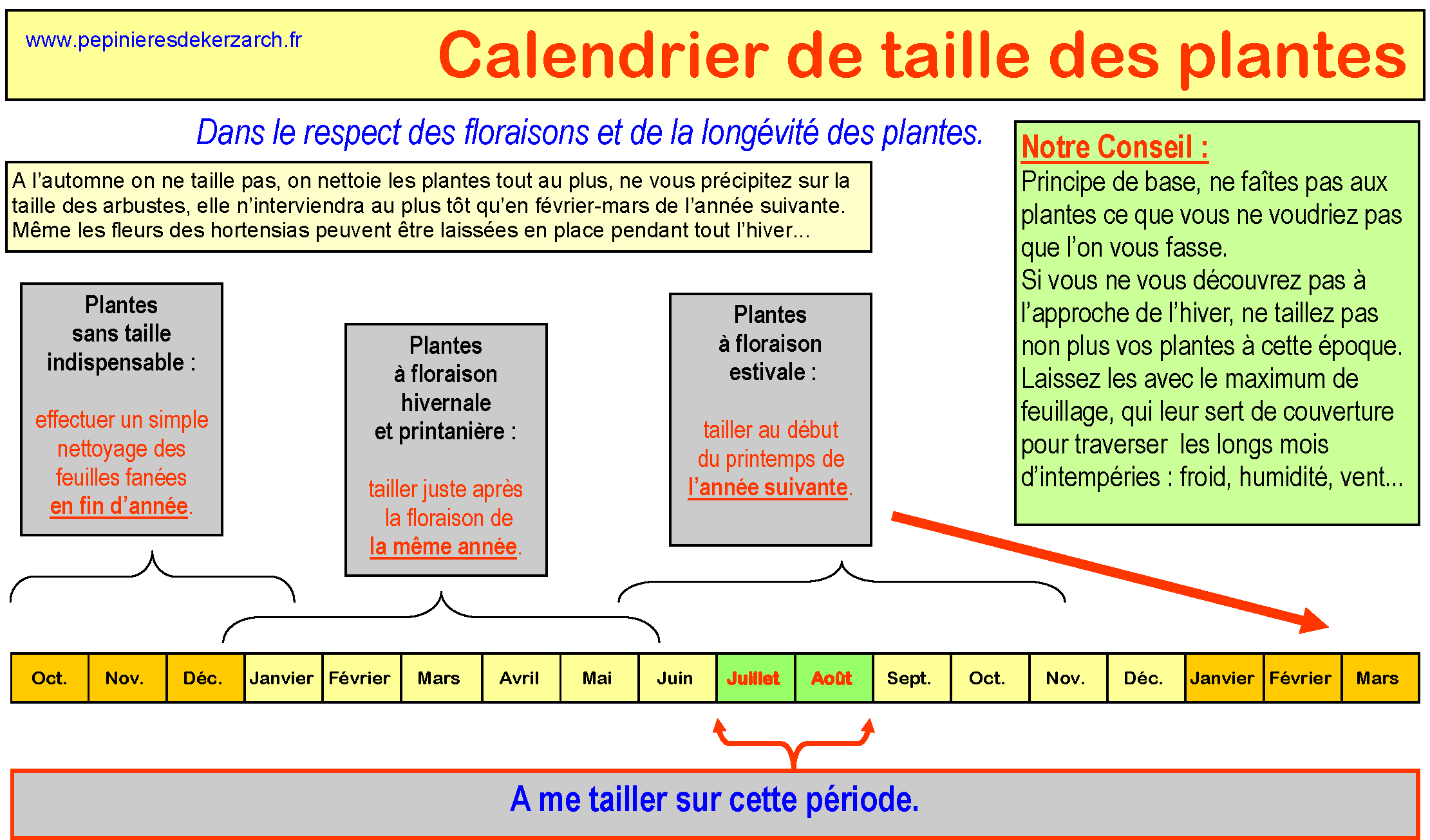 Taille en juillet-août